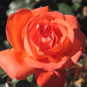 Portocaliu sau roșu portocaliu - trandafir teahibrid